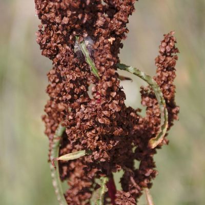 Rumex pseudonatronatus, photographed by Иван Шихалев
