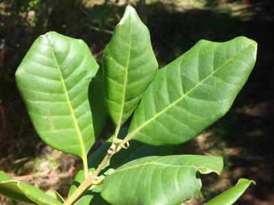 Picconia excelsa, photographed by Daniel Cahen