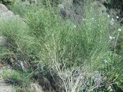 Retama rhodorhizoides, photographed by Daniel Cahen