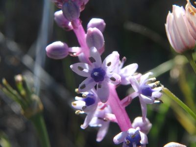 Scilla haemorrhoidalis, photographed by Daniel Cahen
