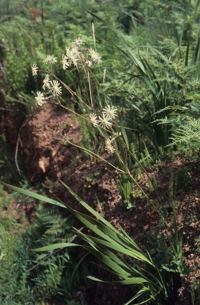 Knowltonia anemonoides, photographed by Tom Lloyd Evans