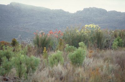 Leucospermum reflexum, photographed by Tom Lloyd Evans