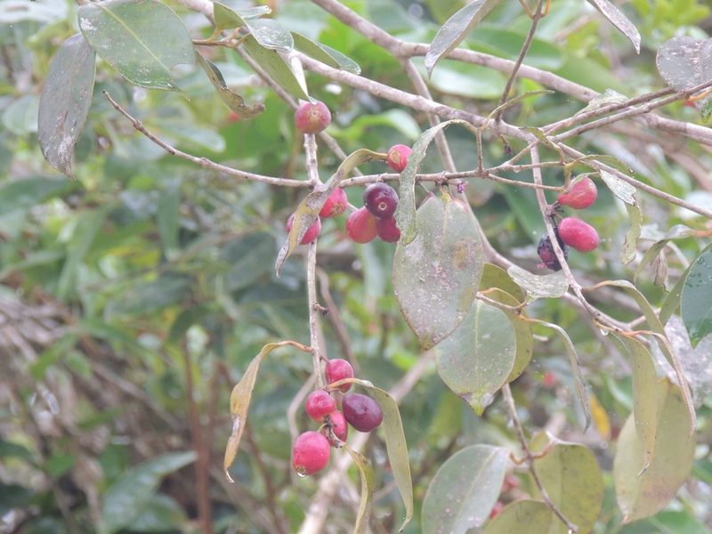 Eugenia astringens, photographed by William G. Borges