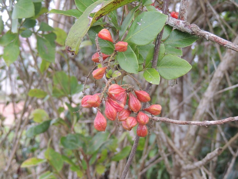 Paullinia trigonia, photographed by William G. Borges