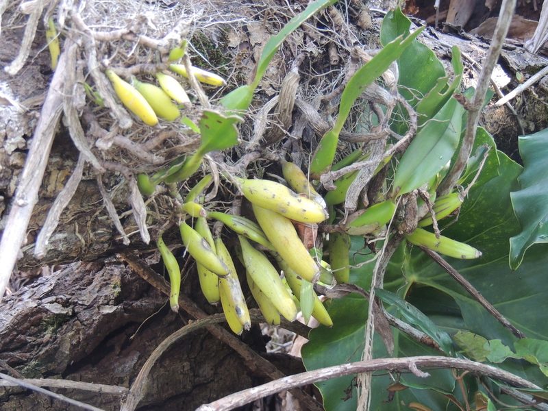 Prosthechea aemula, photographed by William G. Borges