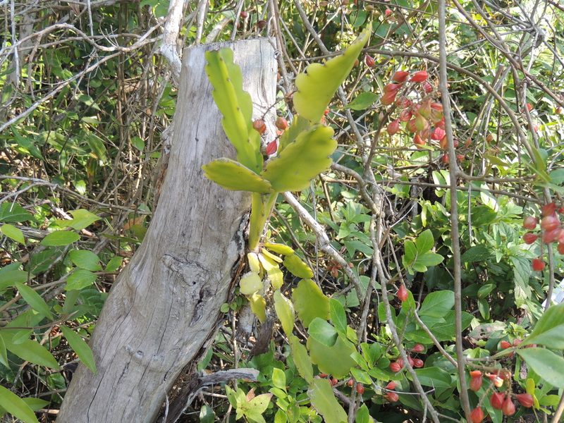 Rhipsalis pachyptera, photographed by William G. Borges