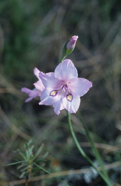 Gladiolus rudis, photographed by Tom Lloyd Evans