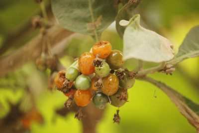 Iochroma arborescens, photographed by Ruth Gutiérrez Oliveros