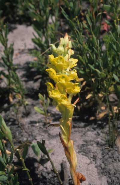 Pterygodium afrum, photographed by Tom Lloyd Evans