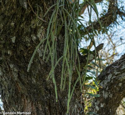 Rhipsalis floccosa, photographed by Gonzalo Martinez