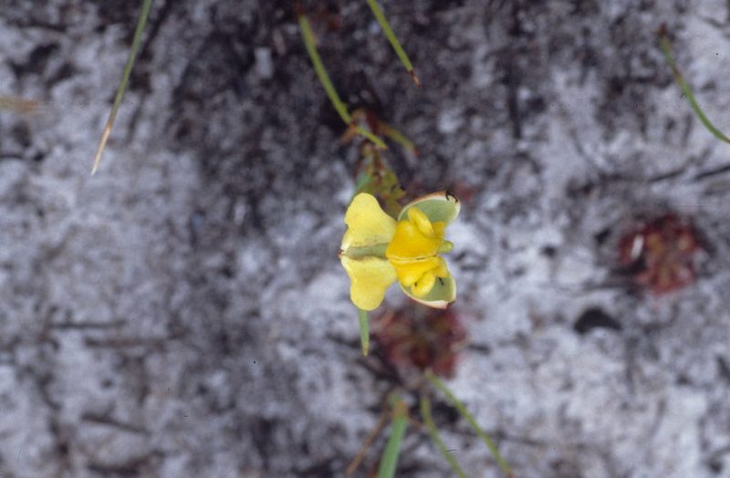 Ceratandra harveyana, photographed by Tom Lloyd Evans