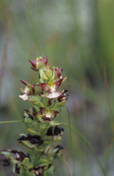 Evotella rubiginosa, photographed by Tom Lloyd Evans