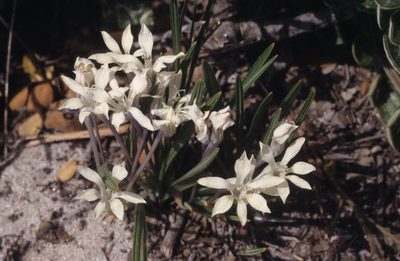 Babiana tubiflora, photographed by Tom Lloyd Evans