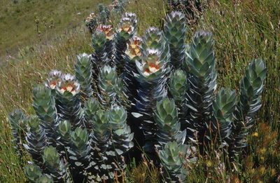 Mimetes hottentoticus, photographed by Tom Lloyd Evans