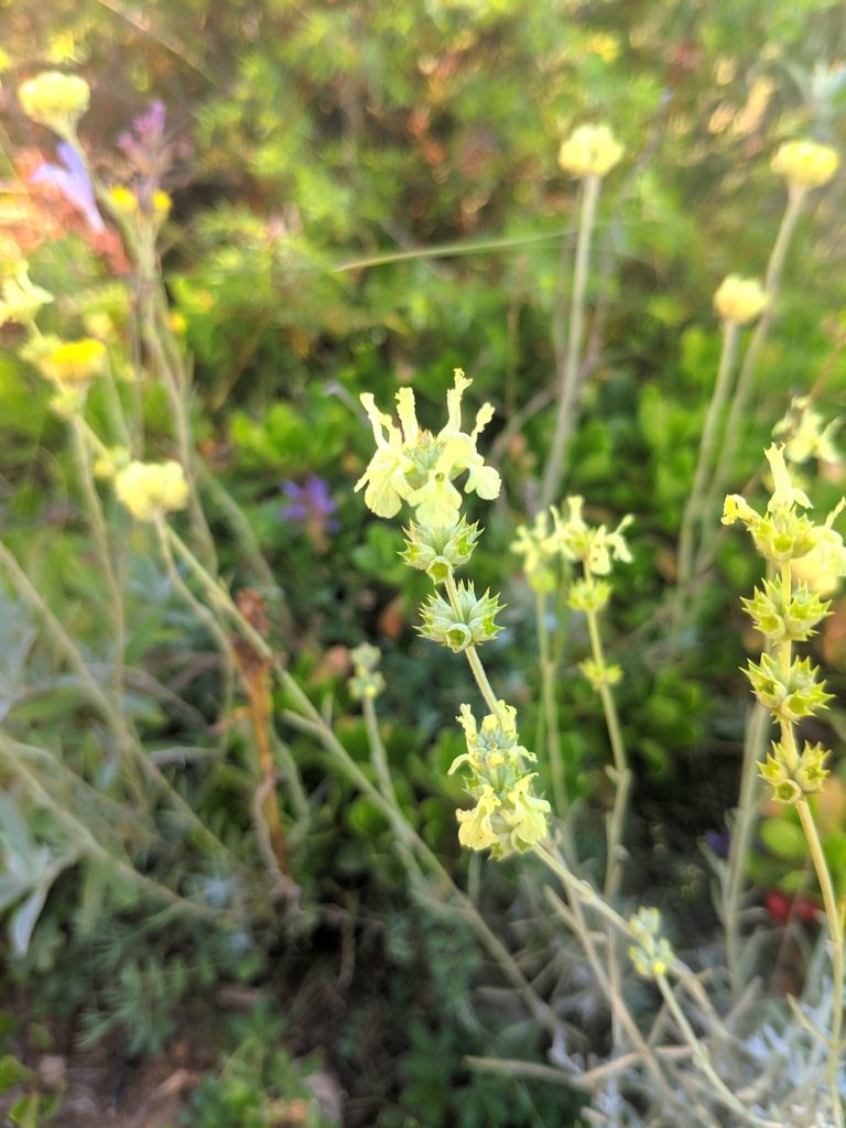Sideritis incana, photographed by Denys Vynokurov