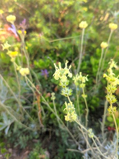 Sideritis incana, photographed by Denys Vynokurov