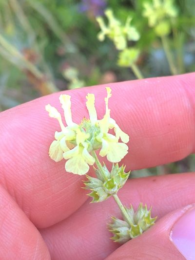 Sideritis incana, photographed by Denys Vynokurov