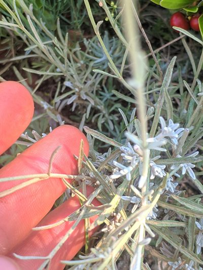 Sideritis incana, photographed by Denys Vynokurov