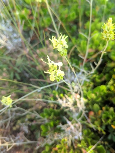 Sideritis incana, photographed by Denys Vynokurov