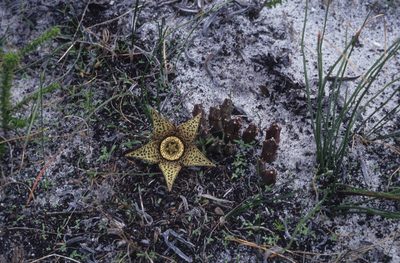 Orbea variegata, photographed by Tom Lloyd Evans