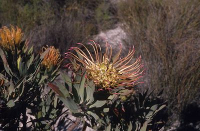 Leucospermum catherinae, photographed by Tom Lloyd Evans