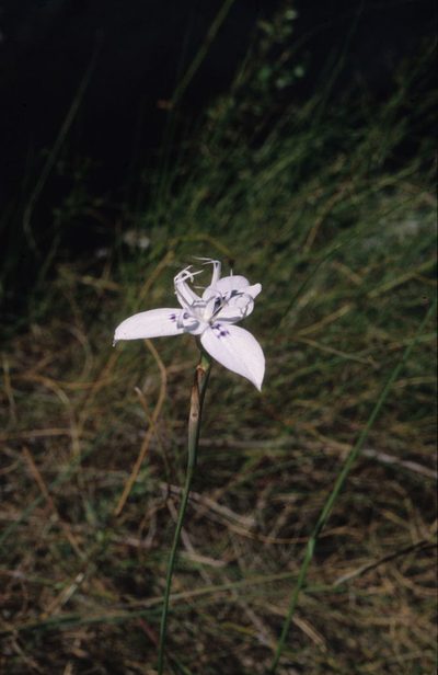 Moraea barkerae, photographed by Tom Lloyd Evans