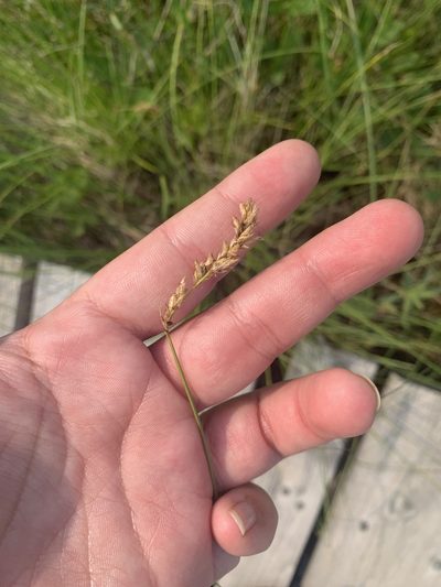 Carex prairea, photographed by myarobilliard