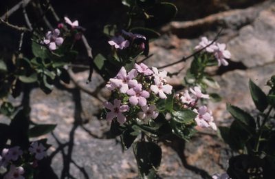 Teedia pubescens, photographed by Tom Lloyd Evans