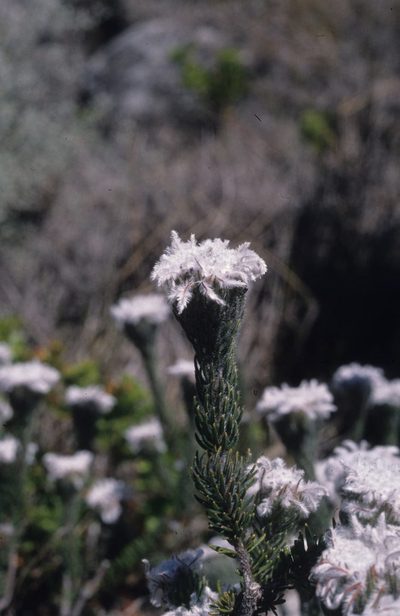 Phylica aemula, photographed by Tom Lloyd Evans