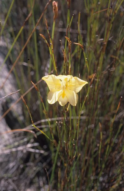 Gladiolus pritzelii, photographed by Tom Lloyd Evans