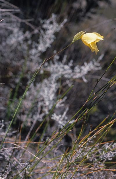 Gladiolus pritzelii, photographed by Tom Lloyd Evans