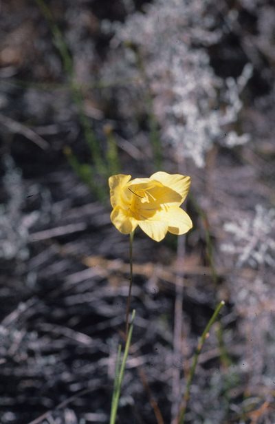 Gladiolus pritzelii, photographed by Tom Lloyd Evans