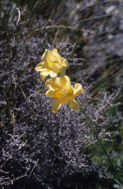 Gladiolus pritzelii, photographed by Tom Lloyd Evans