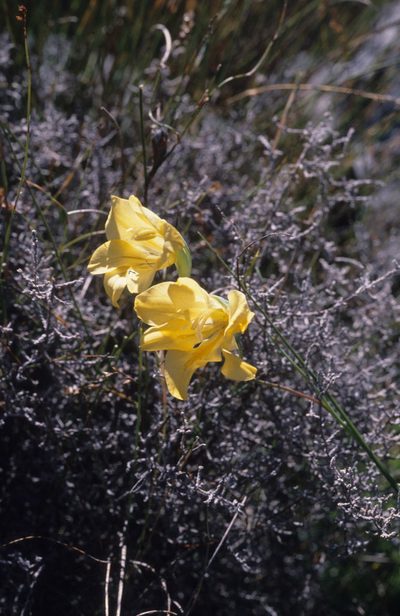 Gladiolus pritzelii, photographed by Tom Lloyd Evans