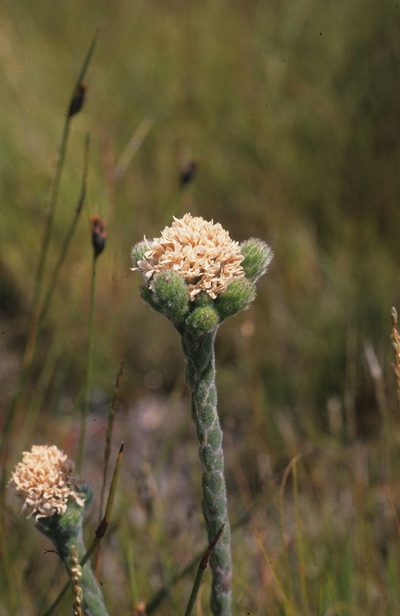 Brunia monogyna, photographed by Tom Lloyd Evans