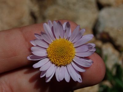 Erigeron glacialis, photographed by Nolan Exe