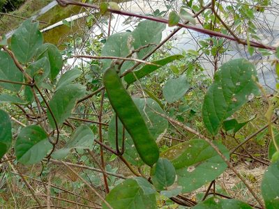 Canavalia brasiliensis, photographed by Francisco Farriols Sarabia