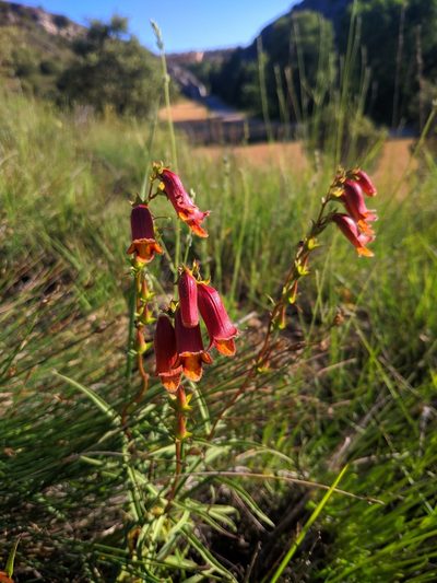 Digitalis obscura, photographed by Denys Vynokurov