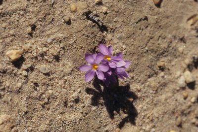 Syringodea longituba, photographed by Tom Lloyd Evans