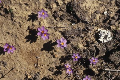Syringodea longituba, photographed by Tom Lloyd Evans