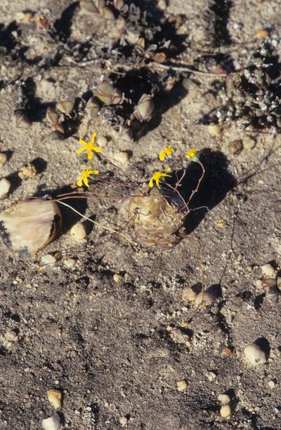 Othonna cacalioides, photographed by Tom Lloyd Evans
