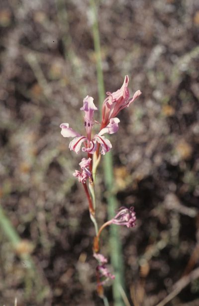 Tritoniopsis toximontana, photographed by Tom Lloyd Evans