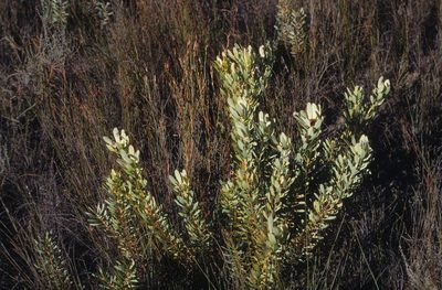 Leucadendron roodii, photographed by Tom Lloyd Evans