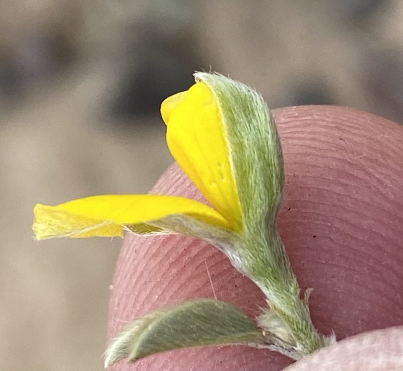 Argyrolobium pumilum, photographed by Dave U