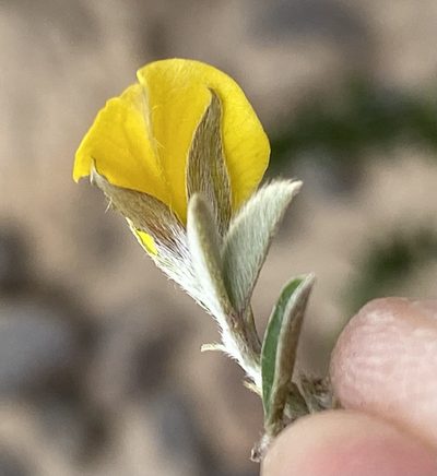 Argyrolobium pumilum, photographed by Dave U