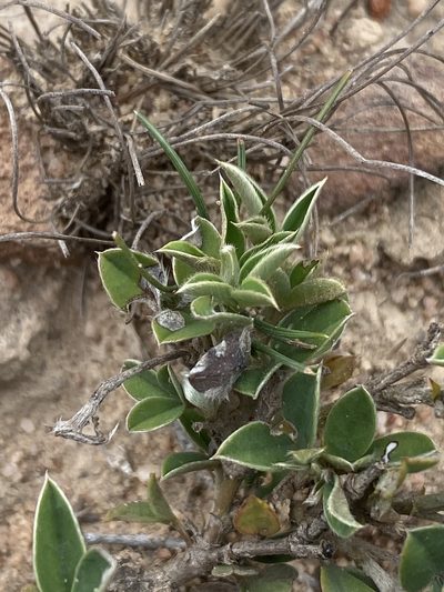 Argyrolobium pumilum, photographed by Dave U