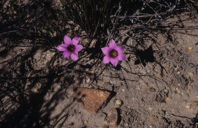 Romulea cruciata, photographed by Tom Lloyd Evans