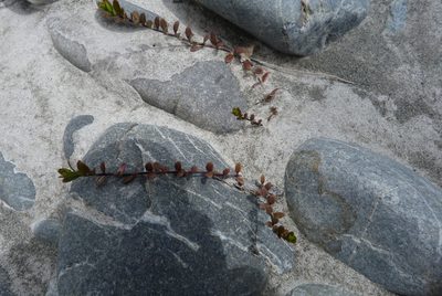 Epilobium microphyllum, photographed by Colin Meurk