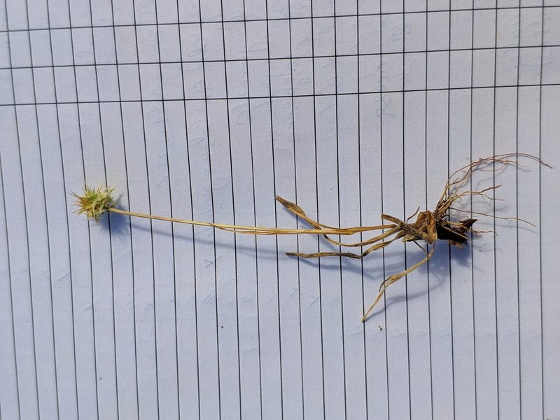 Echinaria capitata, photographed by Denys Vynokurov