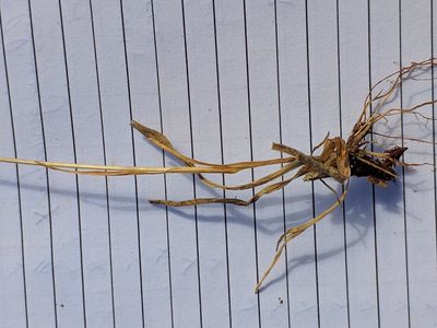 Echinaria capitata, photographed by Denys Vynokurov